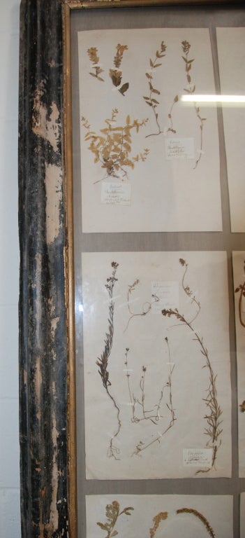 Larger 19th Century Framed Botanical Collection 4