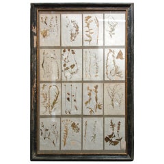 Larger 19th Century Framed Botanical Collection
