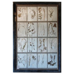 Antique Framed Botanical Collection