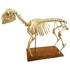 Squelette saisissant d'un mouton