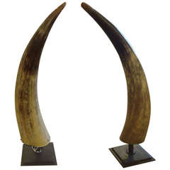 Pair of Striking Horns Mounted on Custom Stands