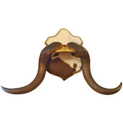 Handlebar Moustachesque Antlers on Hide Shield