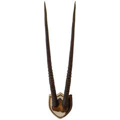 Gemsbok Antlers on Hide Upholstered Shield