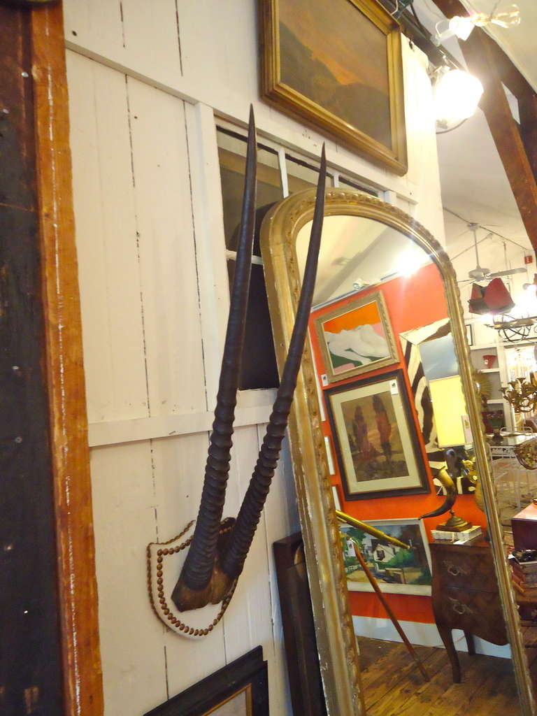 American Gemsbok Antlers on Hide Upholstered Shield