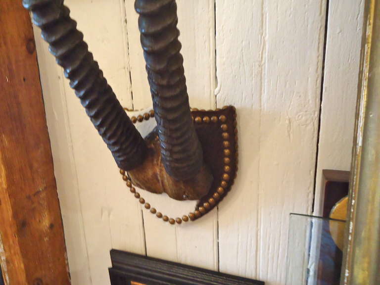 20th Century Gemsbok Antlers on Hide Upholstered Shield