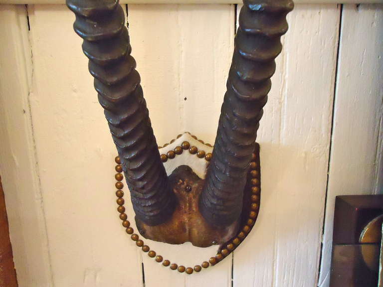 Gemsbok Antlers on Hide Upholstered Shield In Excellent Condition In Hopewell, NJ