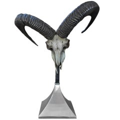 Authentic African Horned Skull Mounted on Base