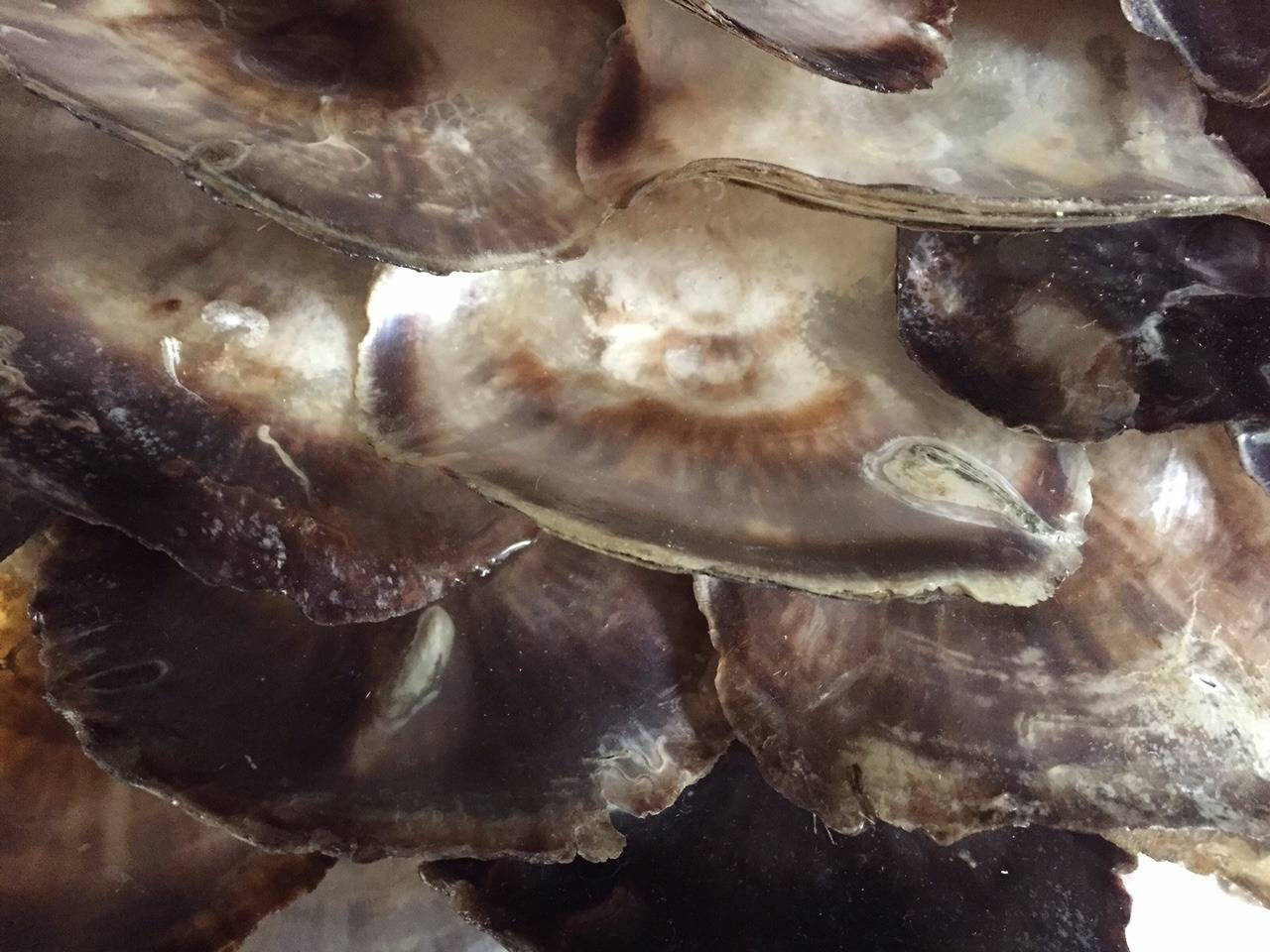 Monumental Striking Abalone Shell Round Mirror 1