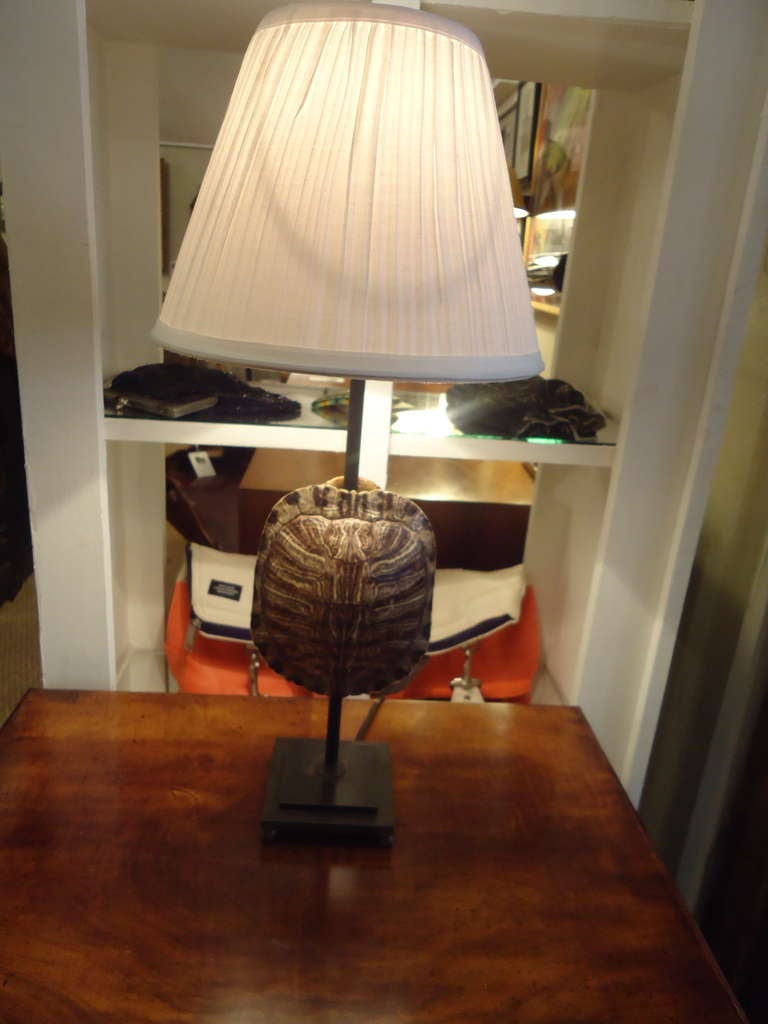 Two real tortoise shells, mounted like sculpture on simple black iron bases and electrified to make handsome table lamps.
Black square base is 4