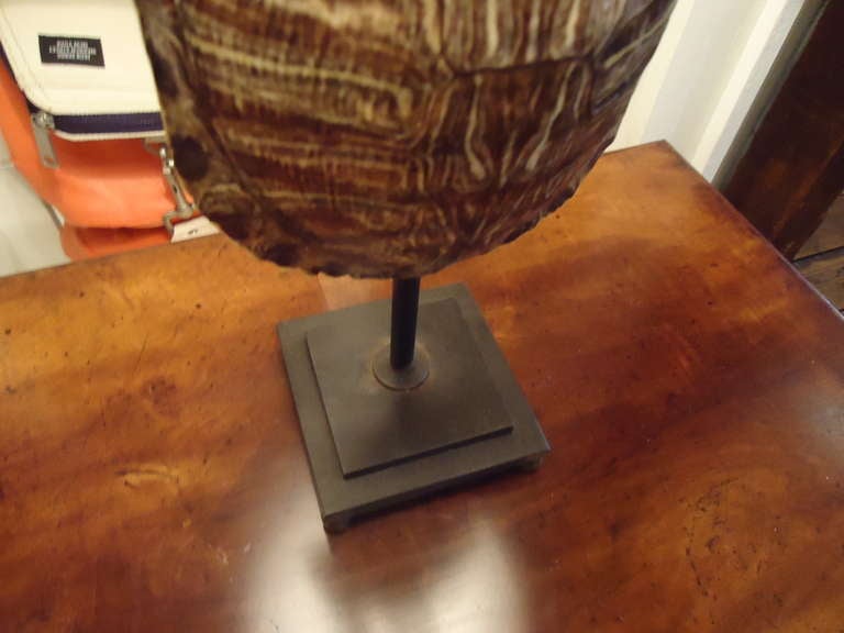 20th Century Pair of Chic Custom Turtle Shell Lamps