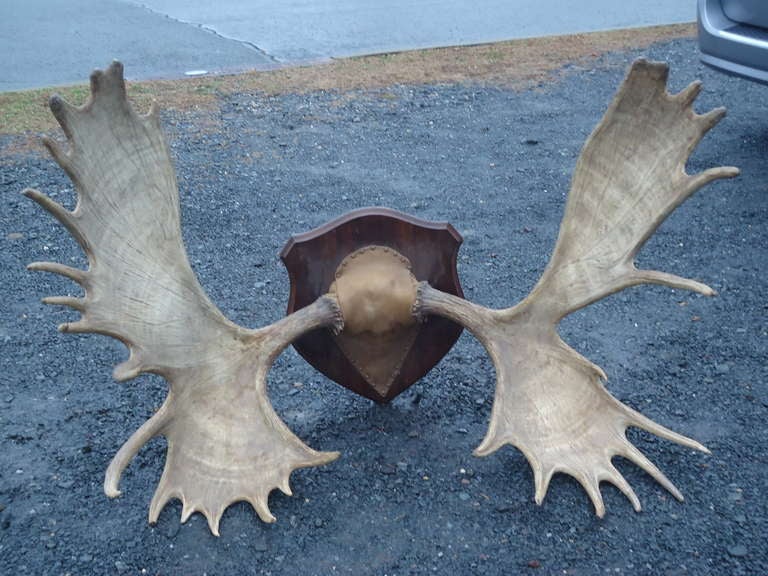Huge Moose Antlers at 1stDibs