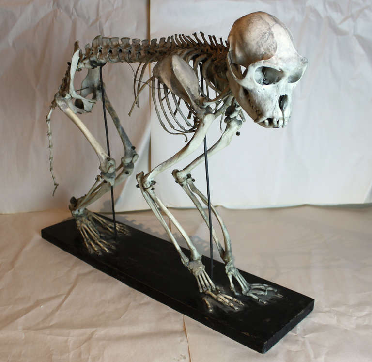From Mad Dog Antiques, an articulated and mounted monkey skeleton.