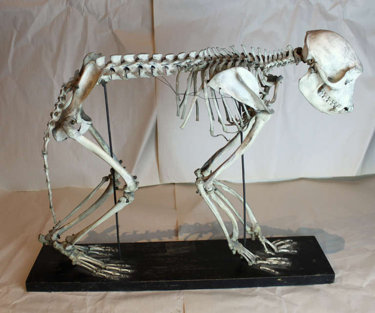 Monkey Skeleton 1