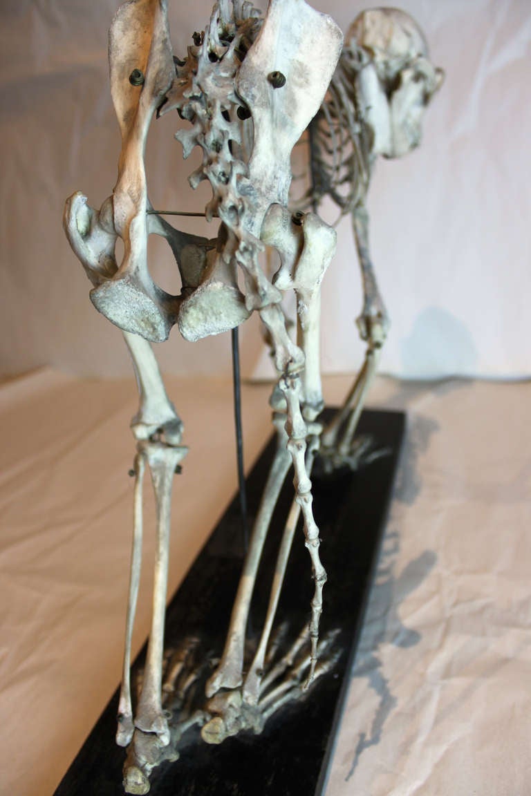 Monkey Skeleton 6