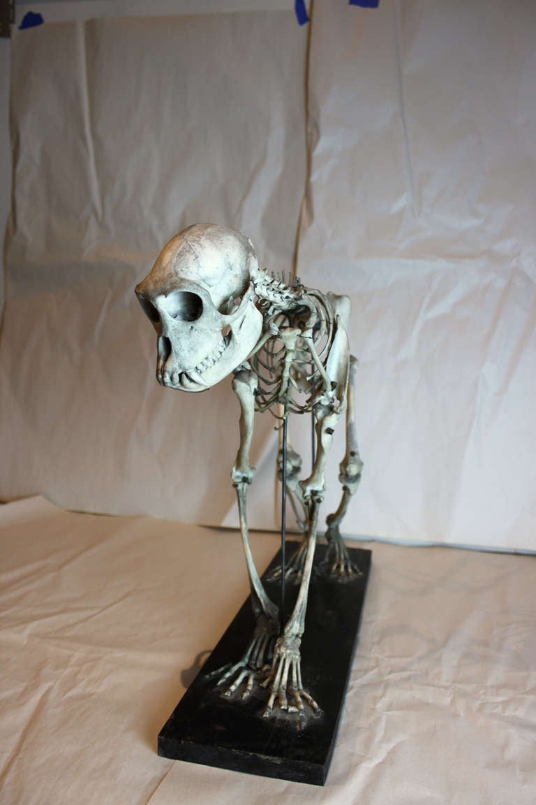 Monkey Skeleton 3