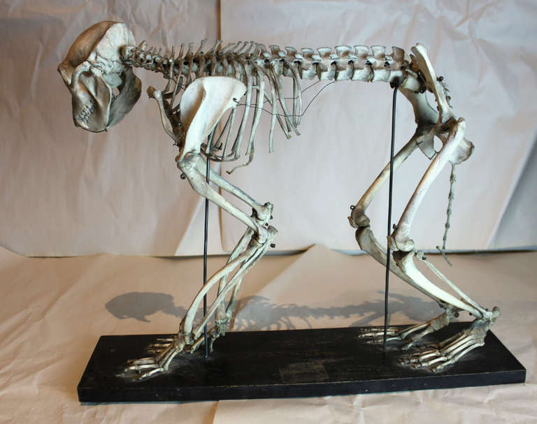 Monkey Skeleton In Excellent Condition In Hudson, NY