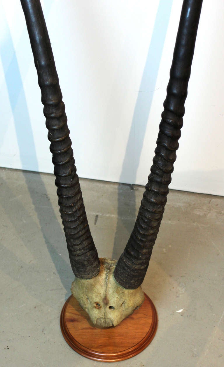 Mounted Horns For Sale at 1stDibs