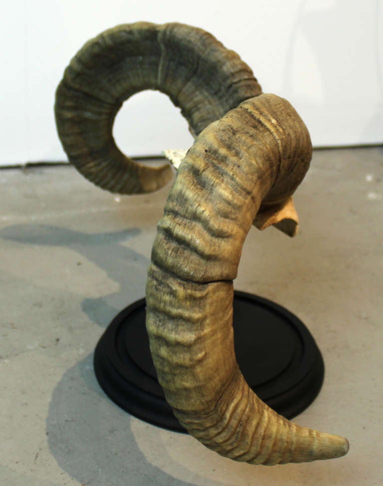 Mounted Horns For Sale at 1stDibs