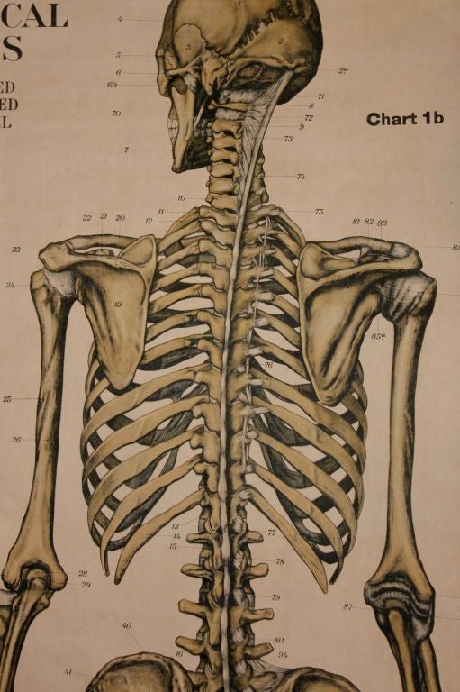 Anatomical Chart 2