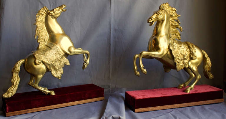 Finely molded and cast bronze rearing horses with a gold patina on a red velvet covered wooden support.