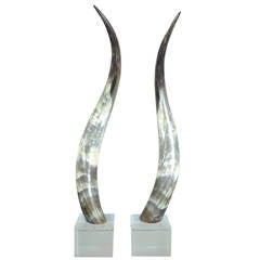 Large Pair of Polished Horns on Lucite Bases
