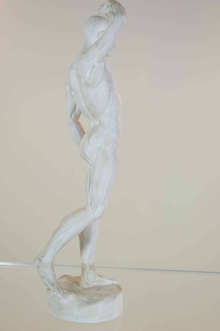 Very detailed anatomical model of standing man. Used for figure studies. Excellent condition.