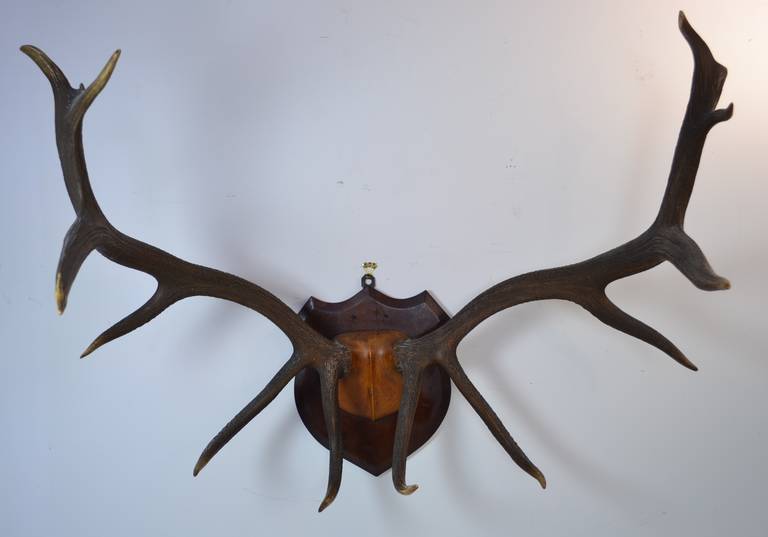 Nice vintage elk antler trophy mounted on shield-form in dark oak. 46 inches across and 38 inch depth; 30 inches high. Great patina.