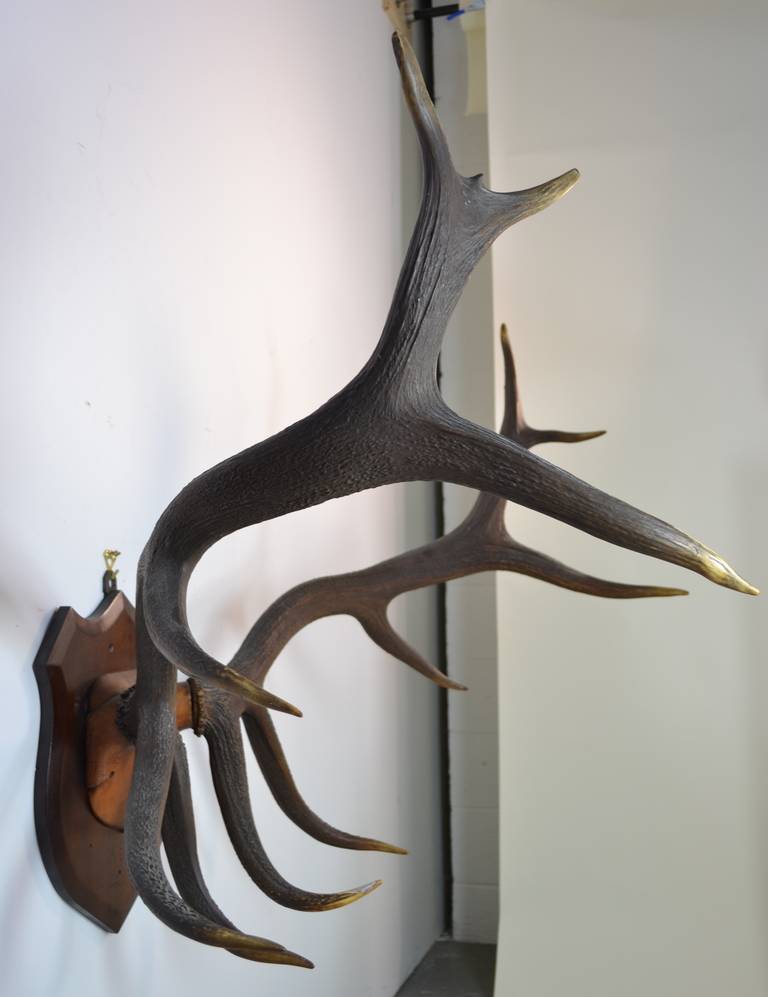 Large Elk Antler Trophy In Excellent Condition In Norwalk, CT