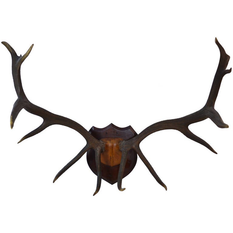 Large Elk Antler Trophy at 1stDibs