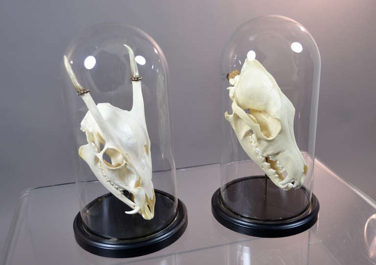 Vintage skulls displayed under glass domes. One a small roe deer, the other a fox or small coyote.  Priced as a pair at $, or if purchased singly $495 for deer, $395 for fox.