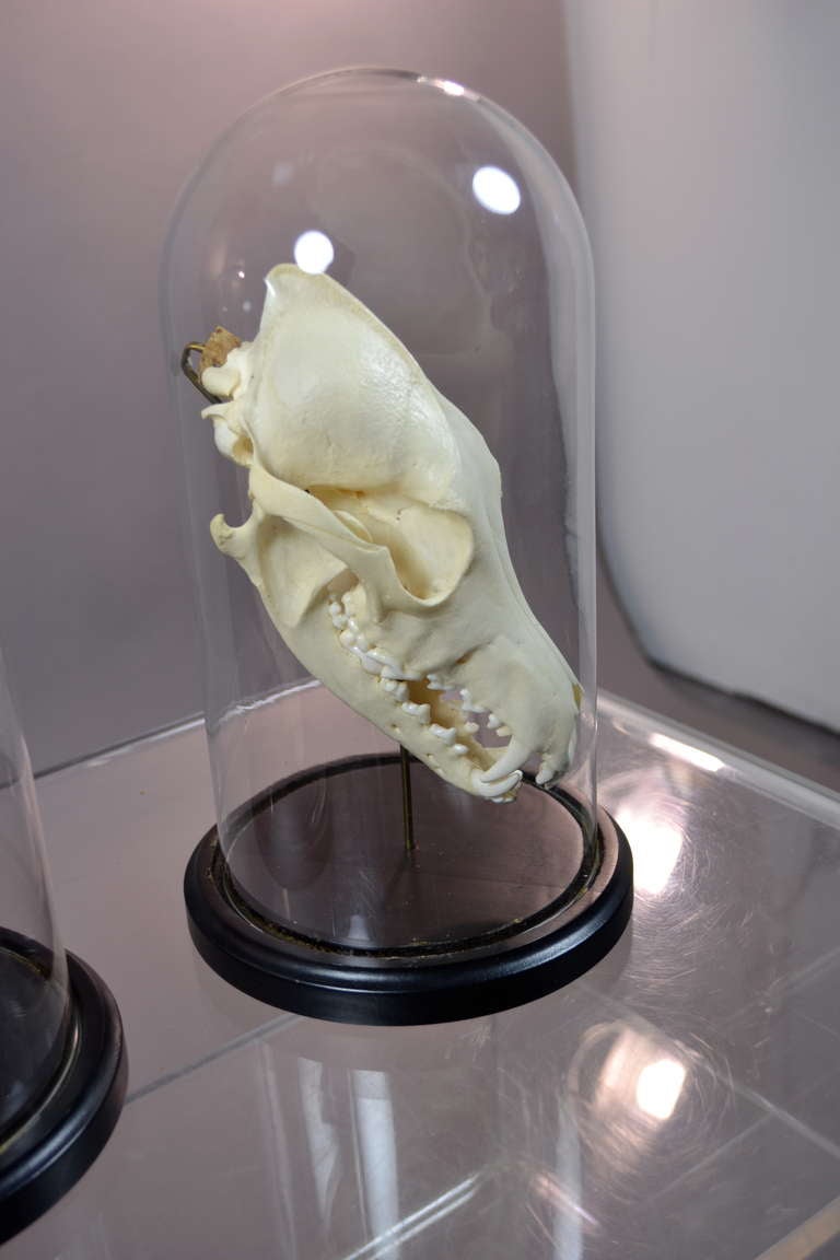 Bone Skulls In Glass Domes