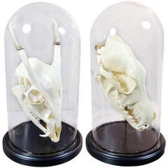 Vintage Skulls In Glass Domes