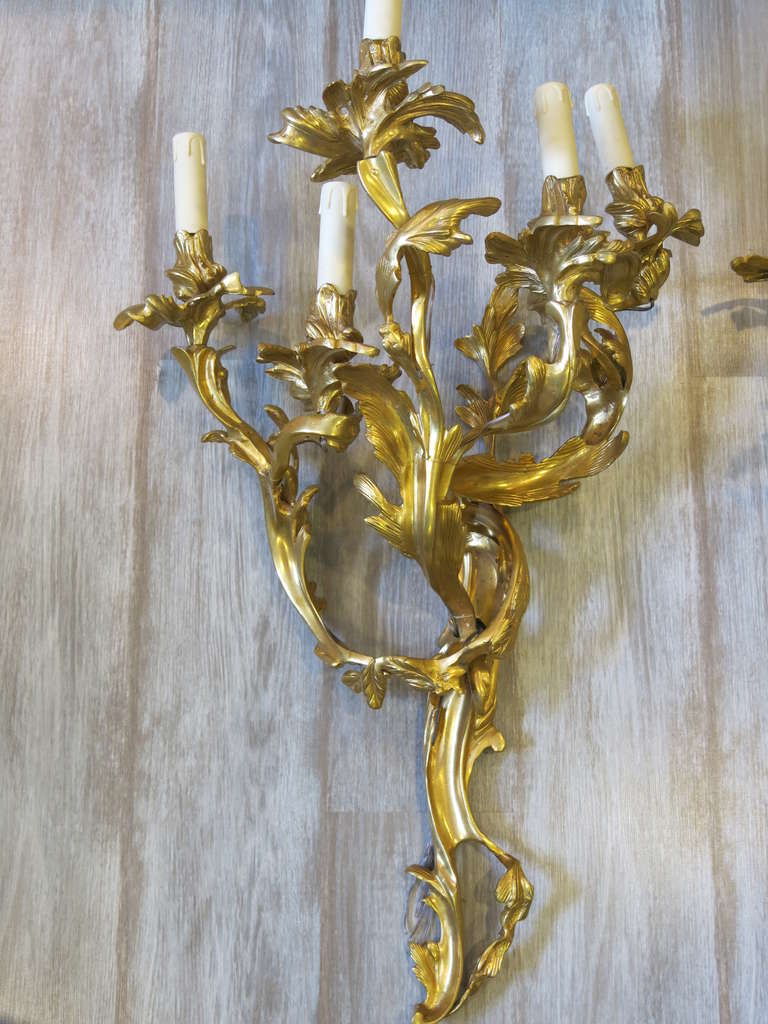 A Massive Pair of Louis XVI Style Ormolu Wall Lights
Each one of typical floret form, fitted with five lights, newly rewired.
Made within the last 50 years, Best Quality casting.Hard to find large size.