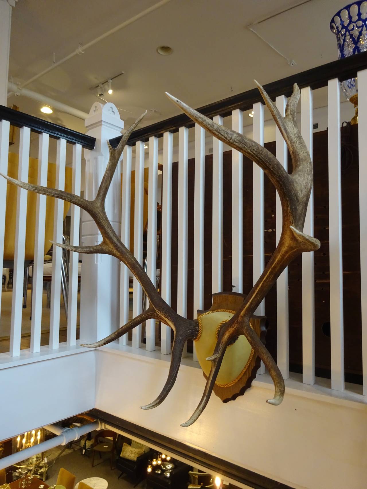Vintage 10 Point Elk Mount, mounted on  word and leather shield backplate