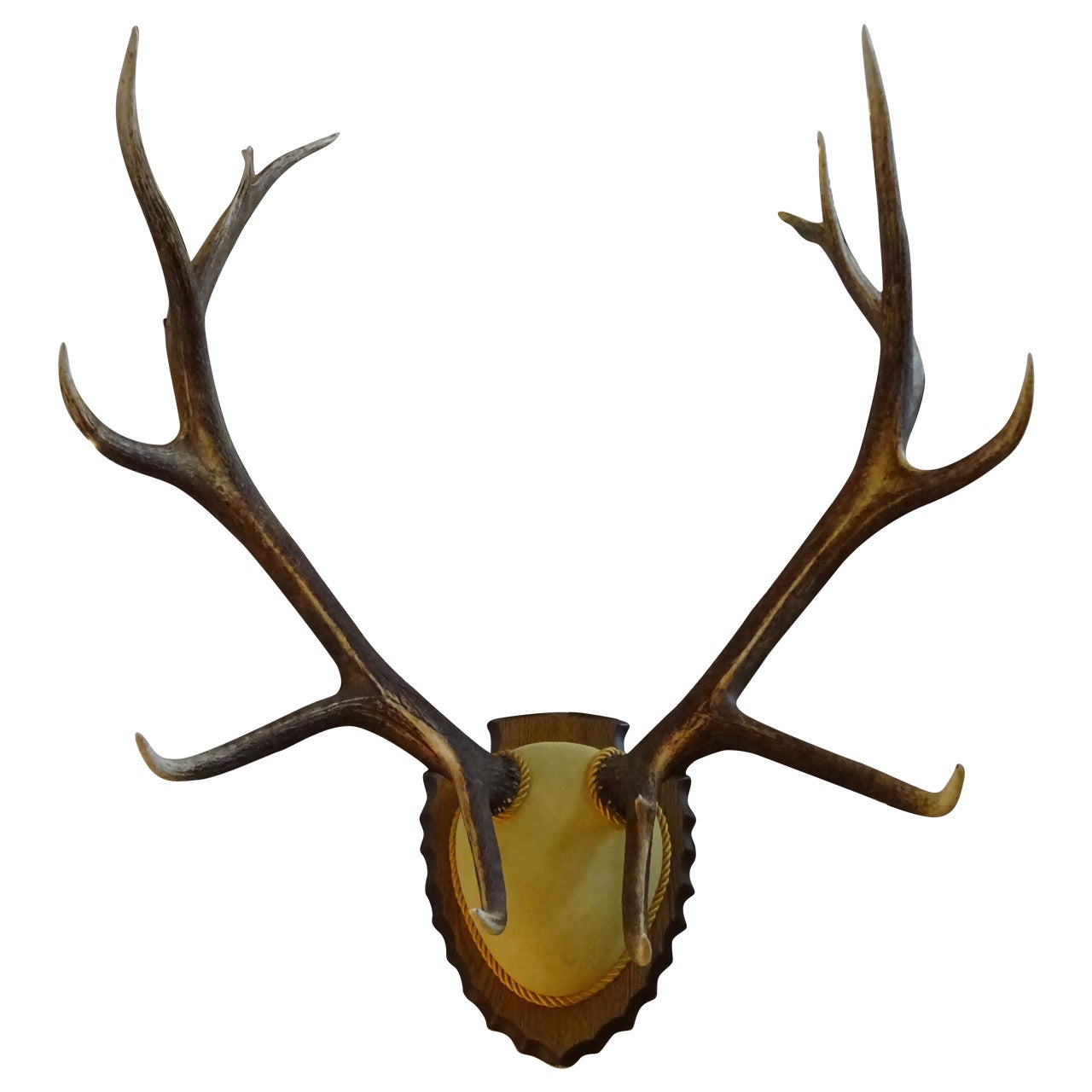 Vintage Ten-Point Elk Mount