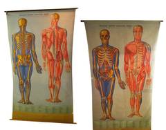 Two Large Antique Anatomy Charts