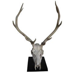 Museum Mounted Elk Skull