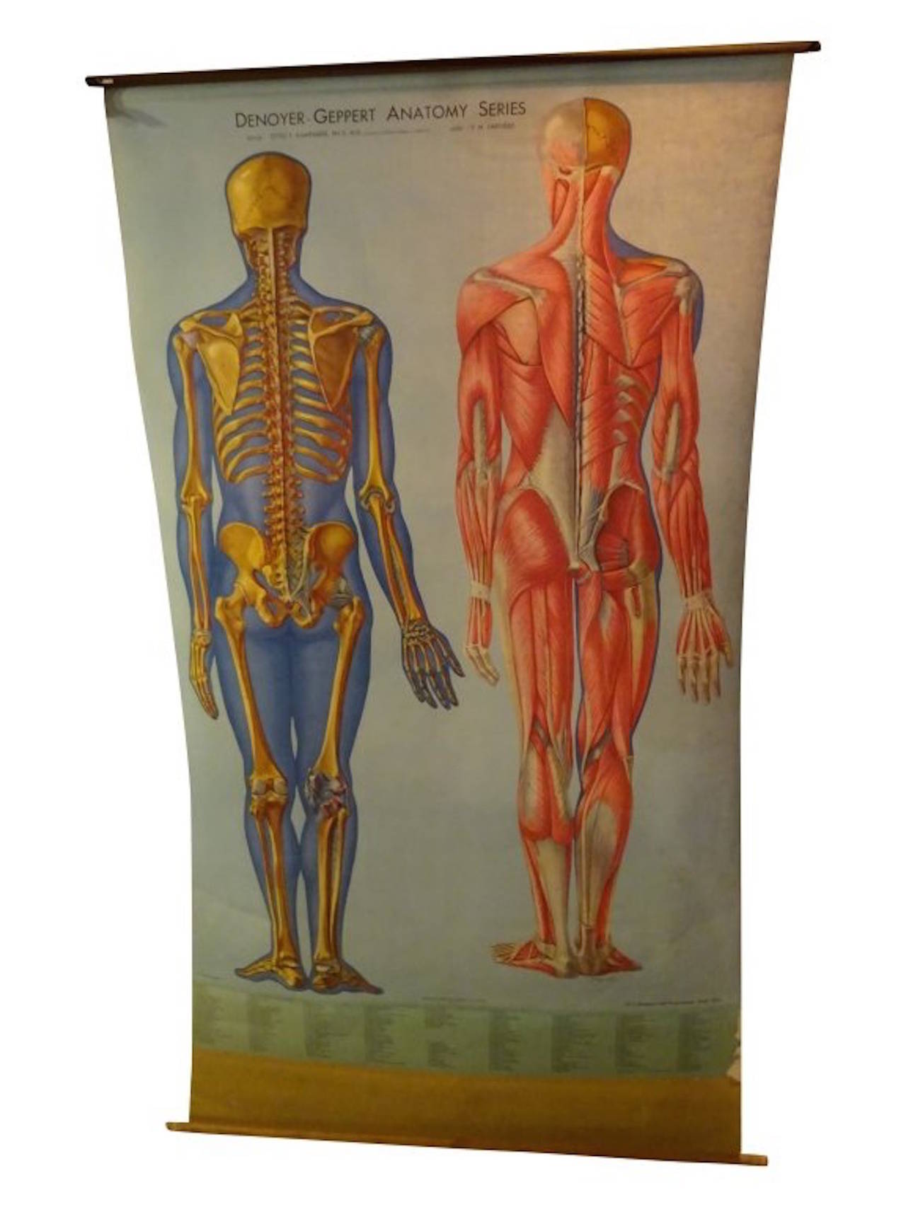 Two Large Vintage Anatomy Charts, Each one  of thick cotton paper. One showing the front,one showing the back of the human anatomy. Vibrant colors, published by Denoyer & Geppert, Chicago. Good Condition, both are still 