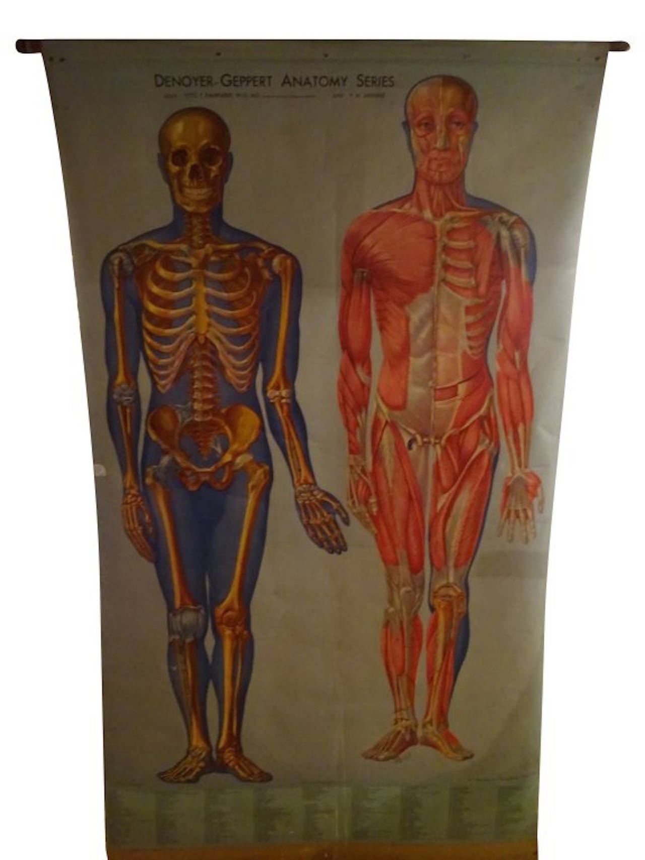 Late Victorian Two Large Vintage Anatomy Charts