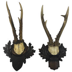 Pair of Black Forrest Mounted Antlers