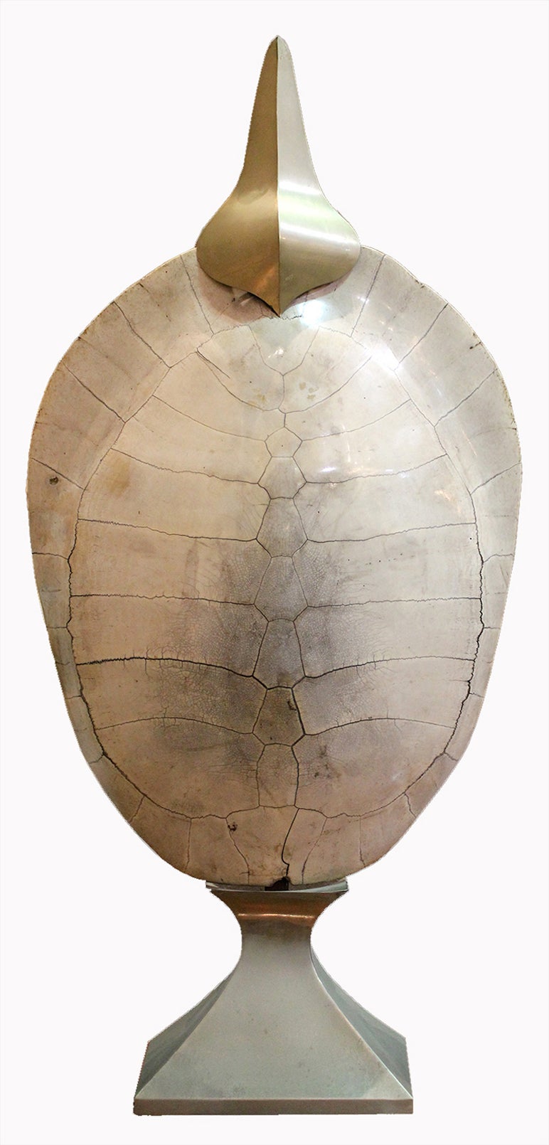Early 19th Century Albino Tortoise Shell of a Loggerhead Turtle For Sale