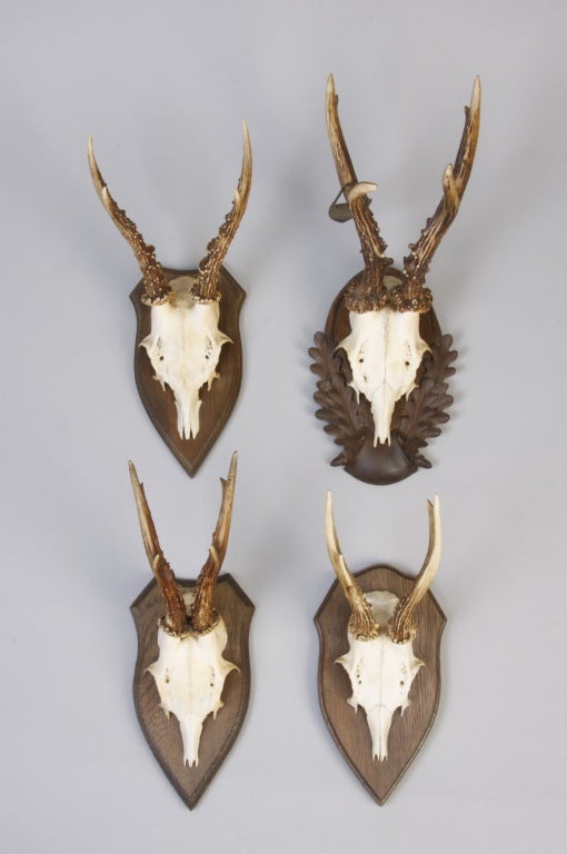 Four Vintage Roe Buck Antler Mounts