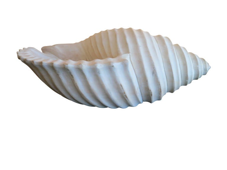Huge Spiral Shell