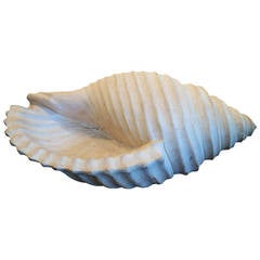 Huge Spiral Shell