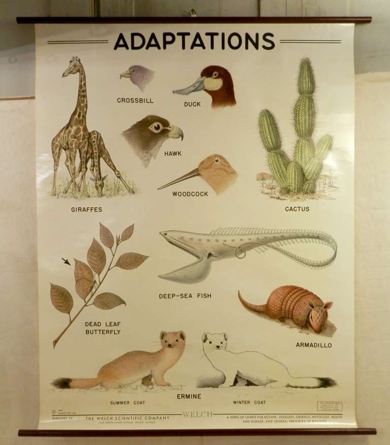 Beautifully drawn pull down chart featuring various animals in great detail. Taken from original drawings by Norris Jones and Ruth McClung Jones, both esteemed members of the staff in biology at Swarthmore College. Great wall art for child's