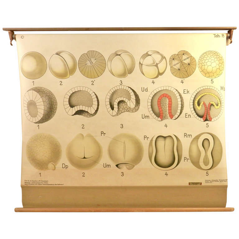Newt Chart Vintage Mid-Century Modern School House Science Chart