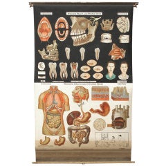 Vintage Medical Body Parts Chart by Denoyer-Geppert, 1940s