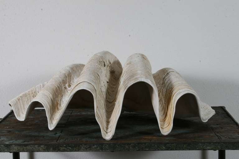 Pair of Sculptural Giant Clam Shells 1