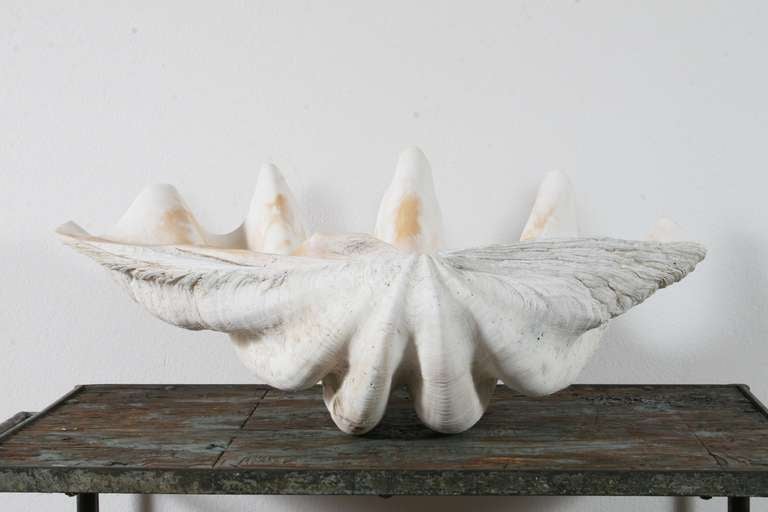 20th Century Pair of Sculptural Giant Clam Shells