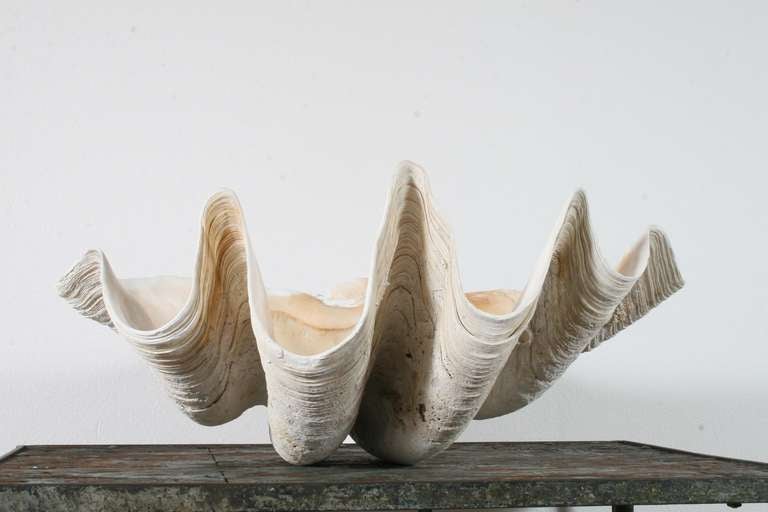 Polynesian Pair of Sculptural Giant Clam Shells